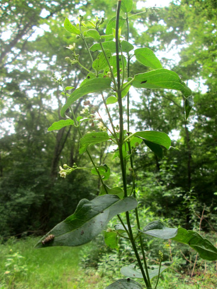 Schwalbenwurz (Vincetoxicum hirundinaria) im Naturschutzgebiet „Ketscher Rheininsel“