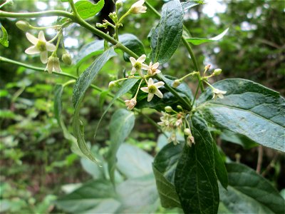 Schwalbenwurz (Vincetoxicum hirundinaria) im Naturschutzgebiet „Ketscher Rheininsel“