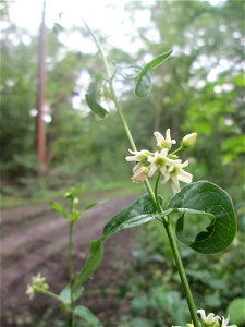 Schwalbenwurz (Vincetoxicum hirundinaria) im Naturschutzgebiet „Ketscher Rheininsel“