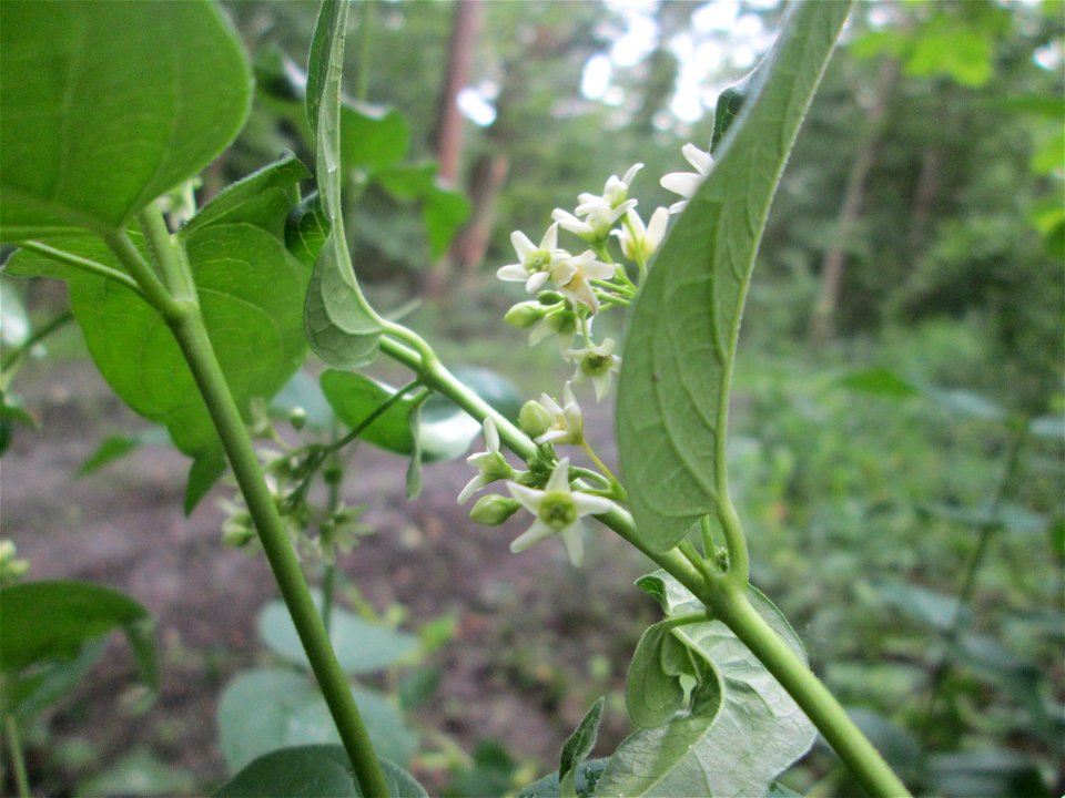 Schwalbenwurz (Vincetoxicum hirundinaria) im Naturschutzgebiet „Ketscher Rheininsel“