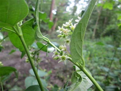 Schwalbenwurz (Vincetoxicum hirundinaria) im Naturschutzgebiet „Ketscher Rheininsel“