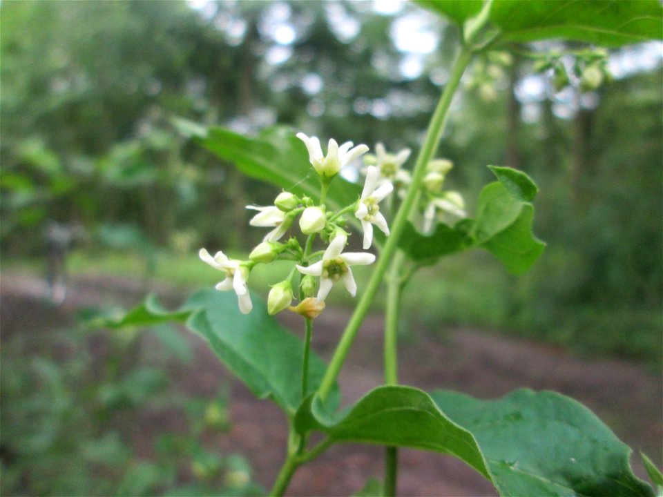 Schwalbenwurz (Vincetoxicum hirundinaria) im Naturschutzgebiet „Ketscher Rheininsel“