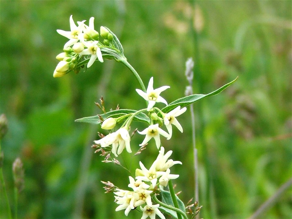 Vincetoxicum hirundinaria (syn. V. officinale)