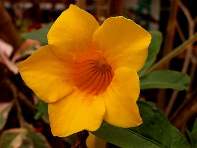 Allamanda schottii in the Stove Room at Phipps Conservatory, Pittsburgh