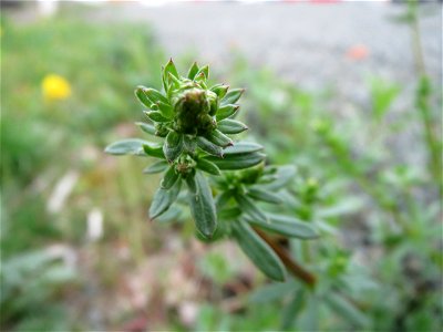 Wiesen-Labkraut (Galium mollugo) in Bruchmühlbach-Miesau