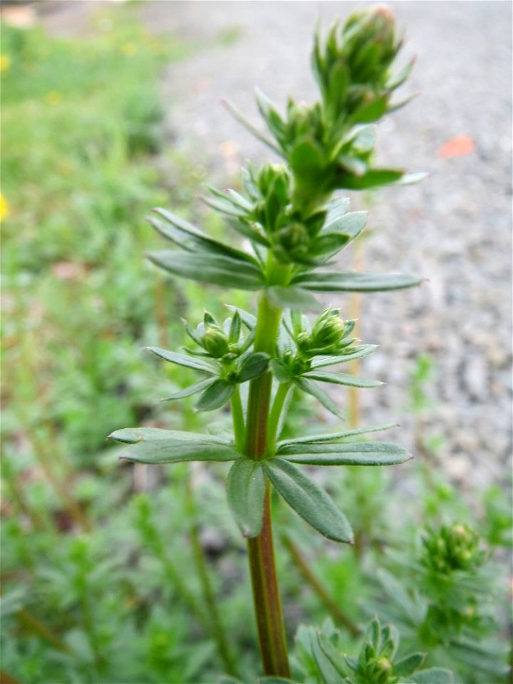 Wiesen-Labkraut (Galium mollugo) in Bruchmühlbach-Miesau