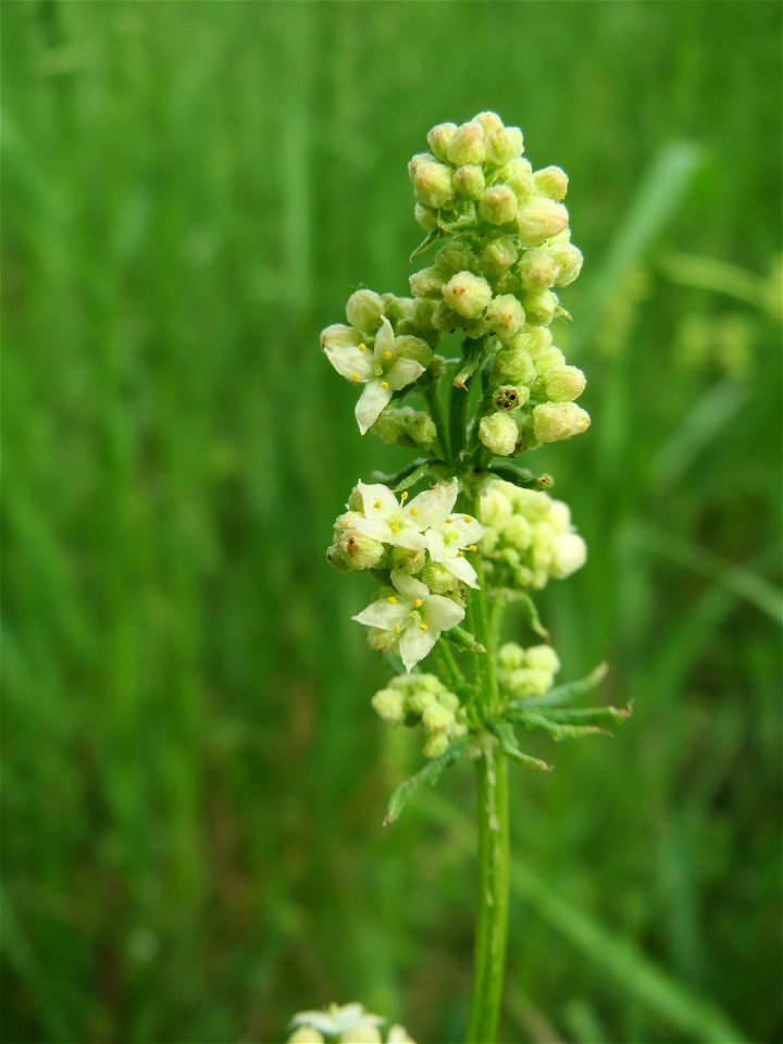 Wiesenlabkraut (Galium mollugo) bei Oftersheim