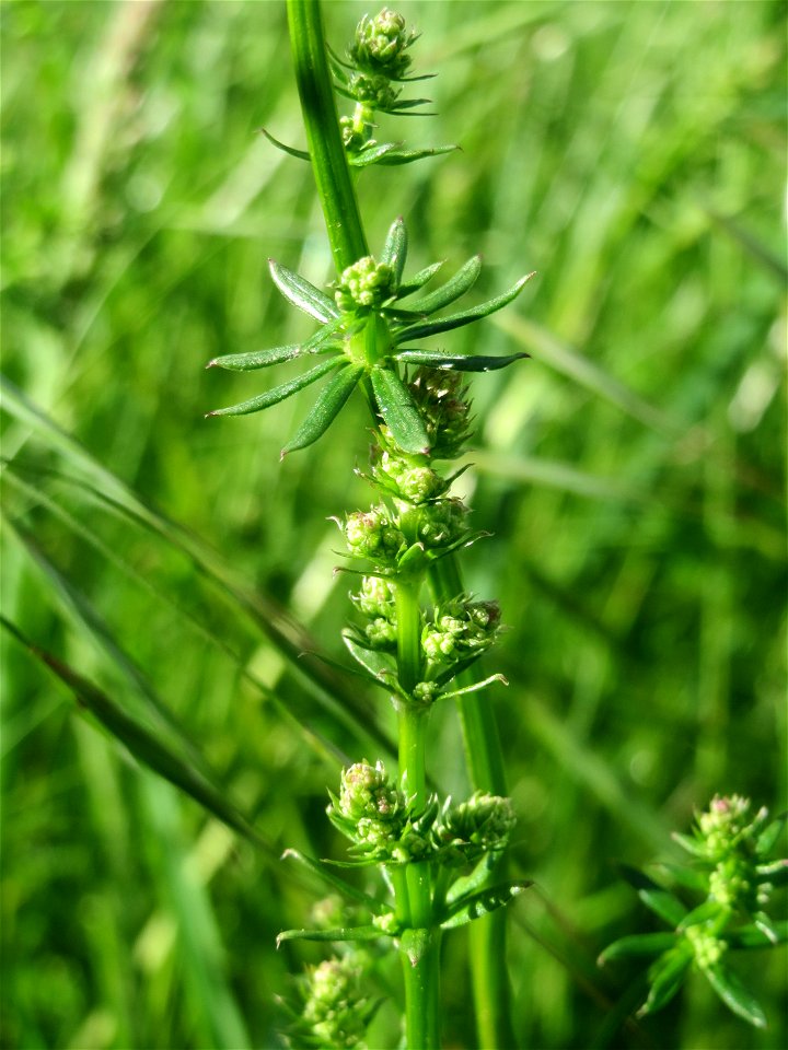 Wiesen-Labkraut (Galium mollugo) an der Saar in Saarbrücken