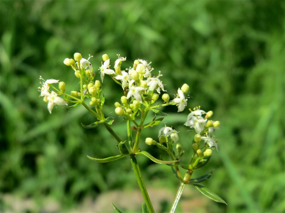 Wiesenlabkraut (Galium mollugo) im Naturschutzgebiet Bachwiesen/Leopoldswiesen im Hockenheimer Rheinbogen