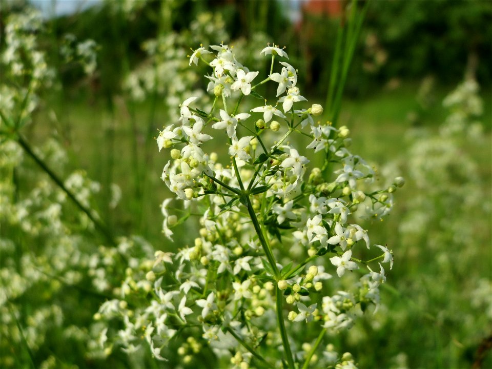 Wiesenlabkraut (Galium mollugo) in Hockenheim