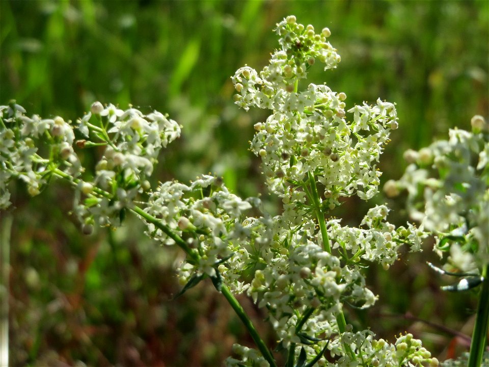 Wiesenlabkraut (Galium mollugo) in Hockenheim
