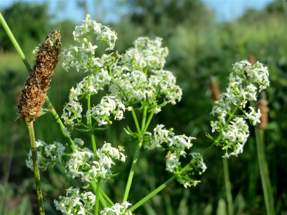 Wiesenlabkraut (Galium mollugo) in Hockenheim