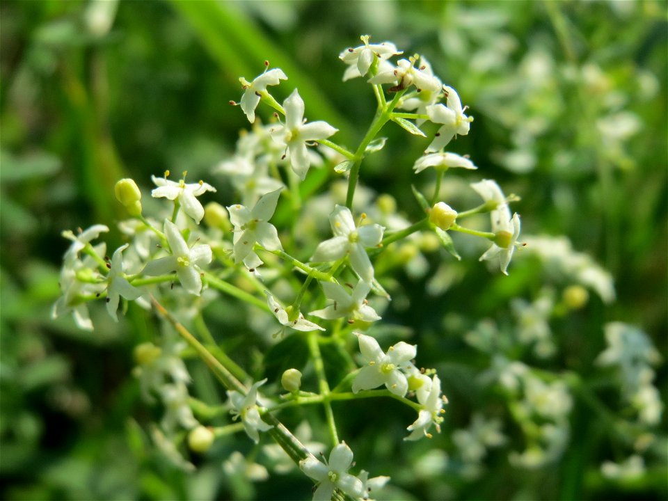 Wiesenlabkraut (Galium mollugo) im Hockenheimer Rheinbogen