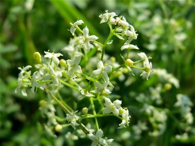 Wiesenlabkraut (Galium mollugo) im Hockenheimer Rheinbogen photo