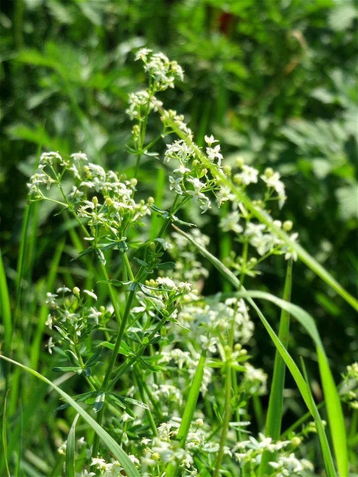 Wiesenlabkraut (Galium mollugo) im Hockenheimer Rheinbogen