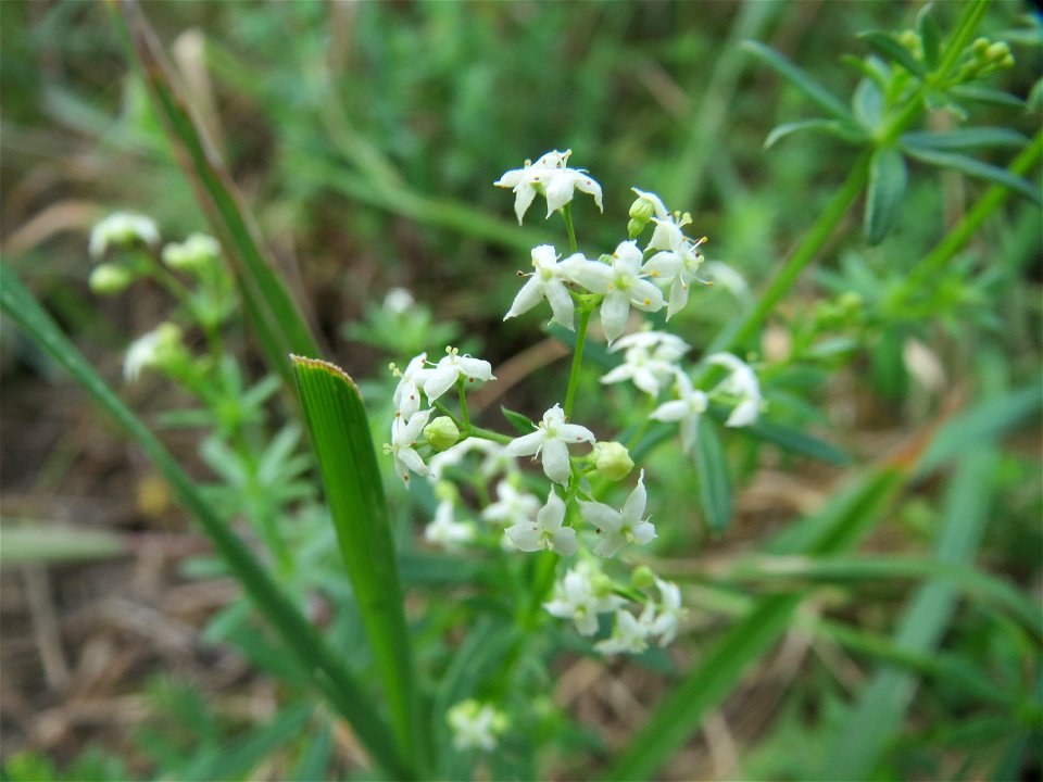 Wiesenlabkraut (Galium mollugo) in Hockenheim-Talhaus