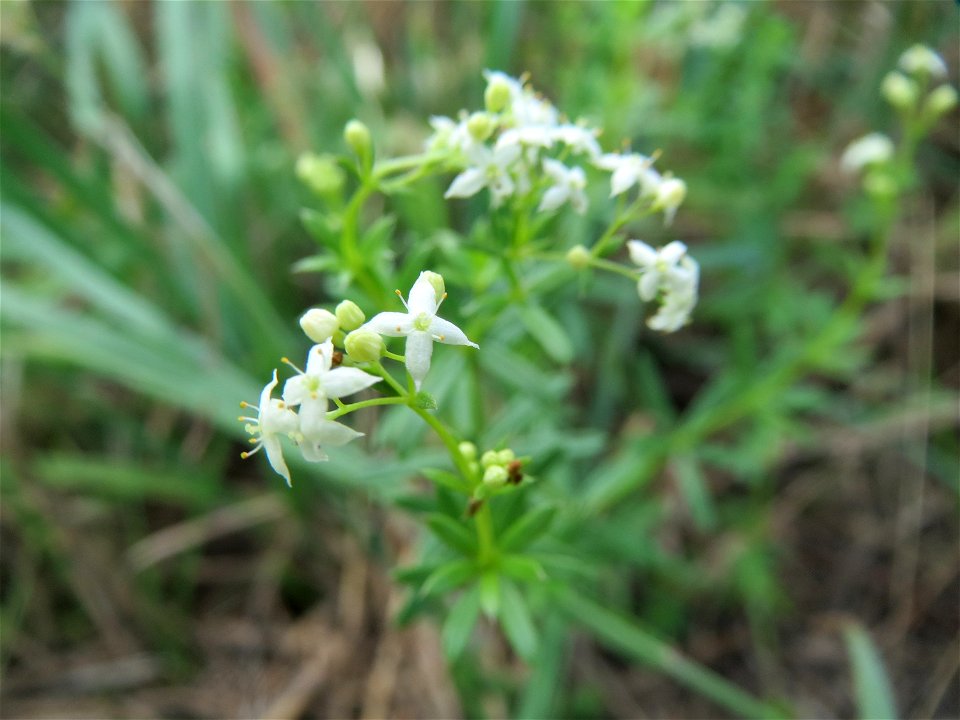 Wiesenlabkraut (Galium mollugo) in Hockenheim-Talhaus