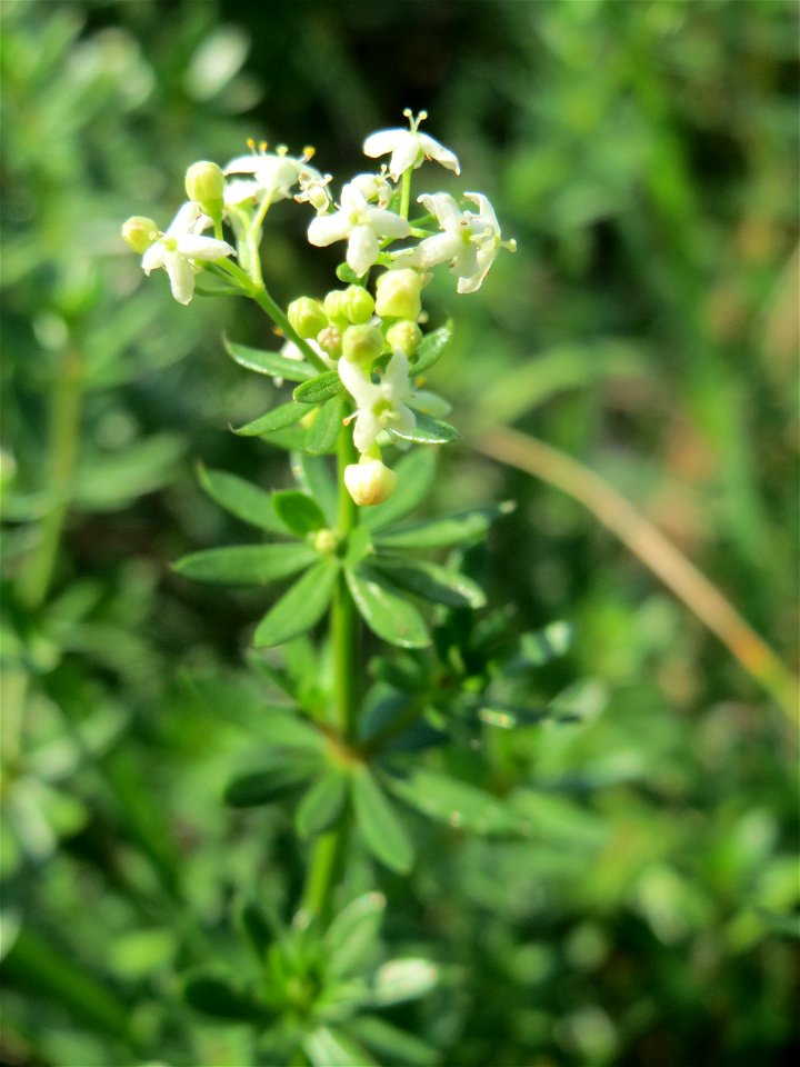 Wiesenlabkraut (Galium mollugo) am Schalkenmehrener Maar