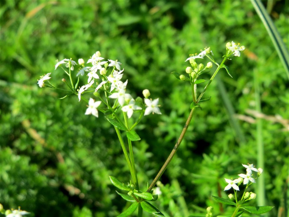 Wiesen-Labkraut (Galium mollugo) bei Reilingen