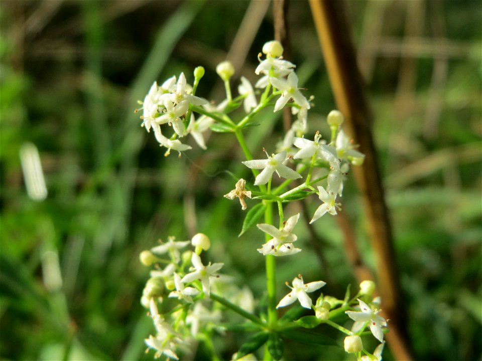 Wiesenlabkraut (Galium mollugo) in Hockenheim