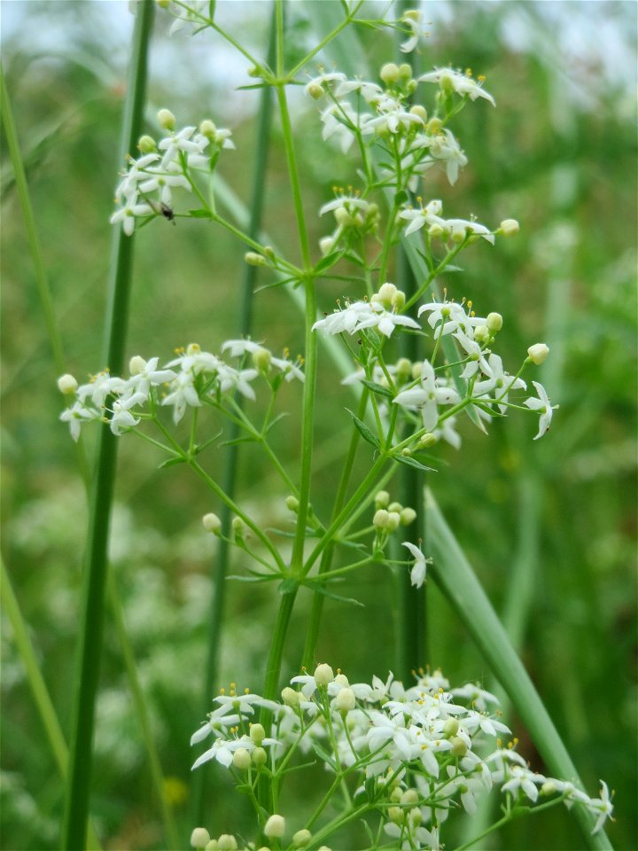 Wiesenlabkraut (Galium mollugo) im Landesgartenschaupark Hockenheim