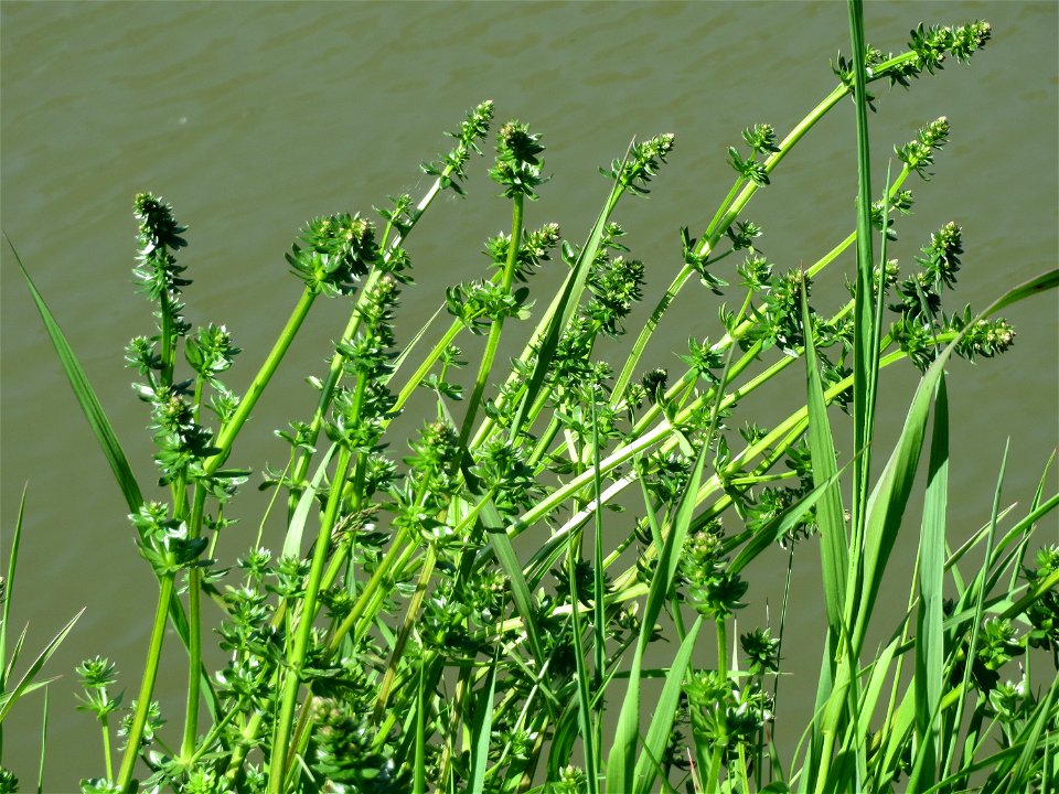 Wiesen-Labkraut (Galium mollugo) am Staden in Saarbrücken