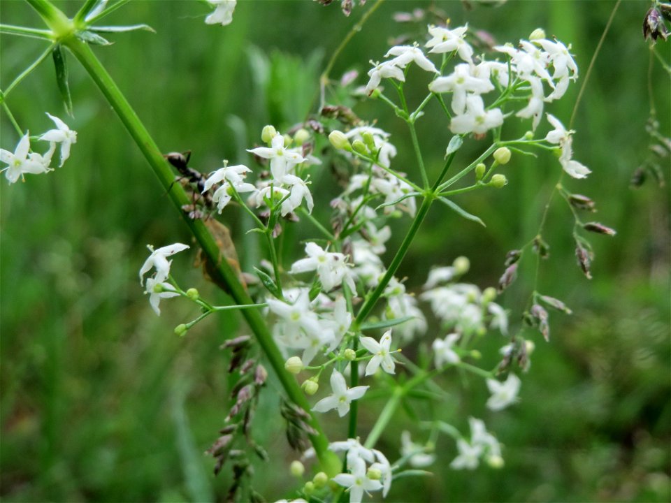 Wiesenlabkraut (Galium mollugo) im Schwetzinger Hardt