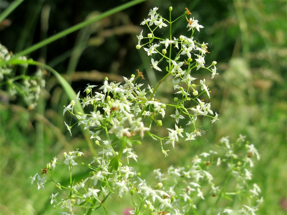 Wiesenlabkraut (Galium mollugo) im Landesgartenschaupark Hockenheim