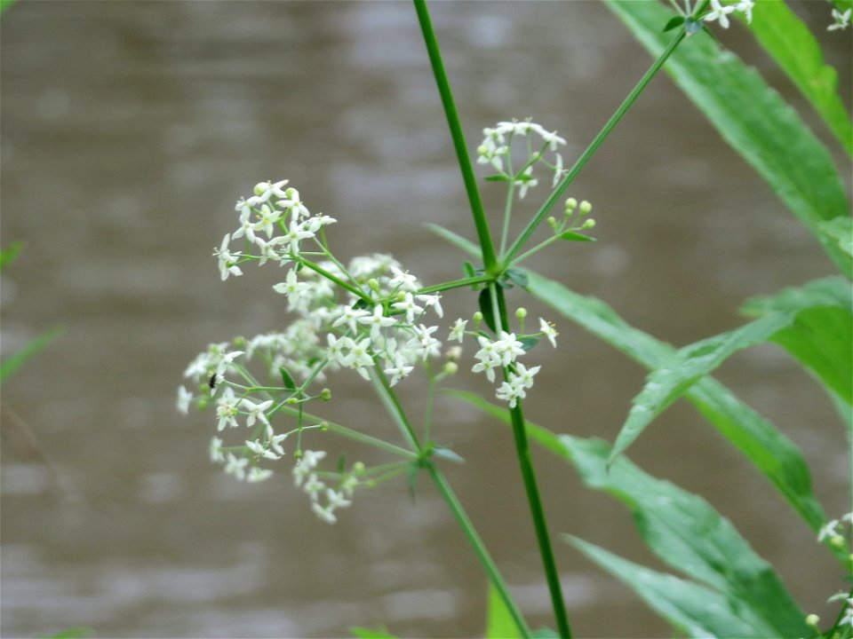 Wiesen-Labkraut (Galium mollugo) am Staden in Saarbrücken