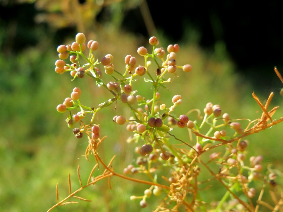 Wiesenlabkraut (Galium mollugo) in Hockenheim
