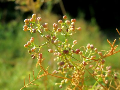 Wiesenlabkraut (Galium mollugo) in Hockenheim