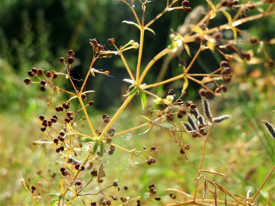 Wiesenlabkraut (Galium mollugo) in Hockenheim