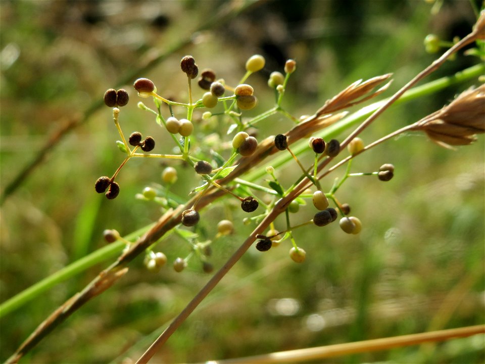 Wiesenlabkraut (Galium mollugo) in Hockenheim