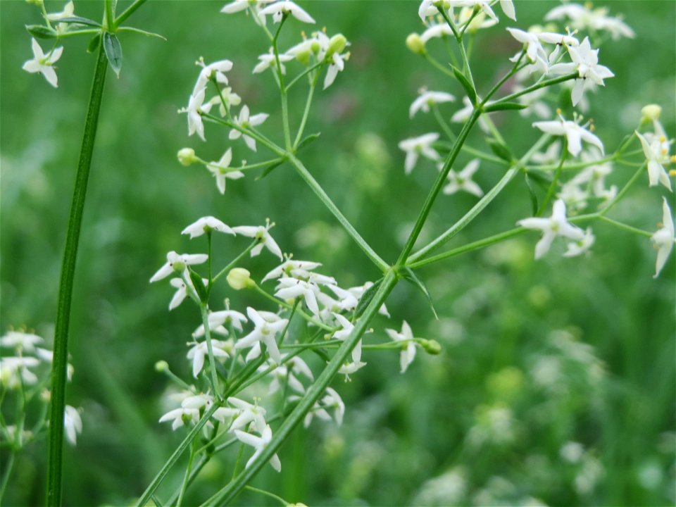Wiesenlabkraut (Galium mollugo) im Landesgartenschaupark Hockenheim