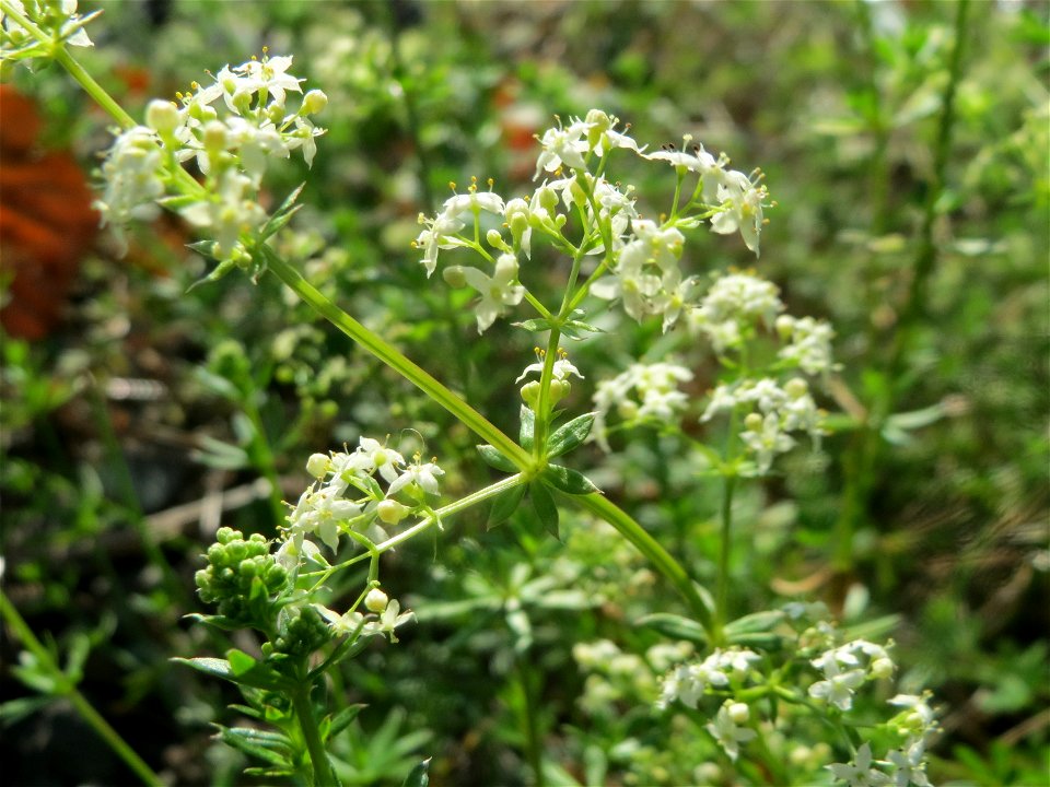 Wiesen-Labkraut (Galium mollugo) in Bruchmühlbach-Miesau