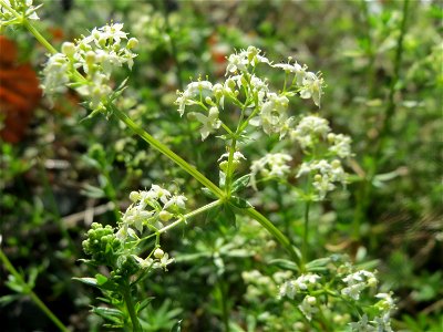 Wiesen-Labkraut (Galium mollugo) in Bruchmühlbach-Miesau