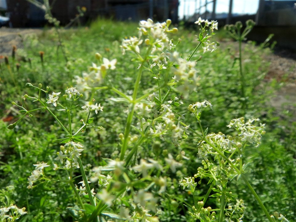 Wiesen-Labkraut (Galium mollugo) in Bruchmühlbach-Miesau