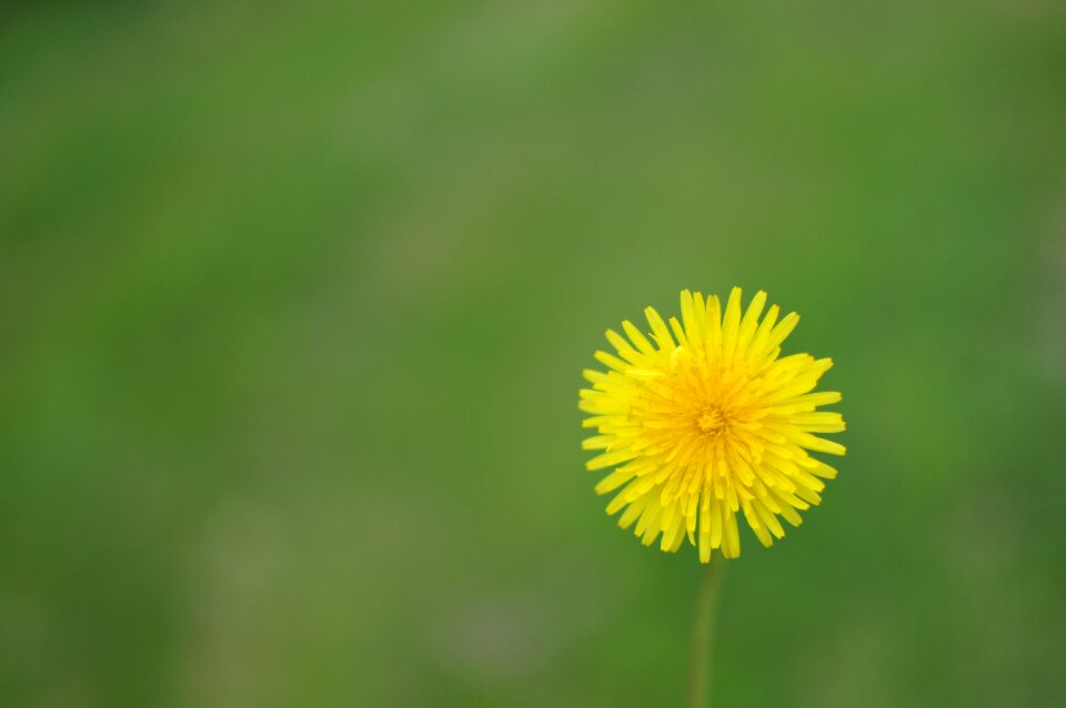 Plant flora nature
