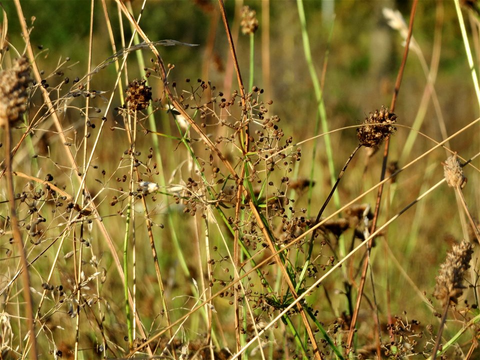 Wiesenlabkraut (Galium mollugo) in Hockenheim