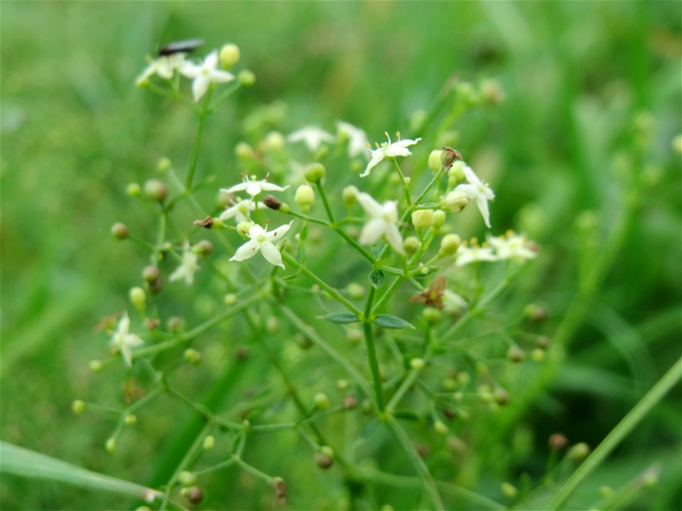 Wiesen-Labkraut (Galium mollugo) im Hockenheimer Rheinbogen