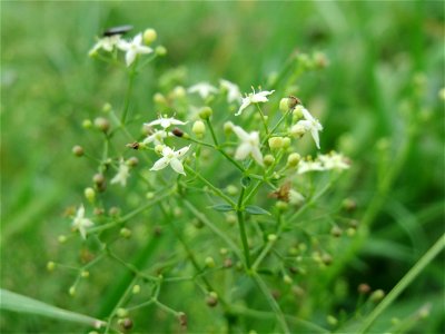 Wiesen-Labkraut (Galium mollugo) im Hockenheimer Rheinbogen
