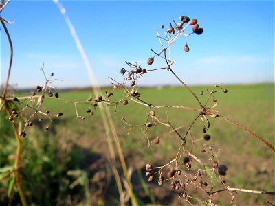 Wiesenlabkraut (Galium mollugo) bei Walldorf (Baden)