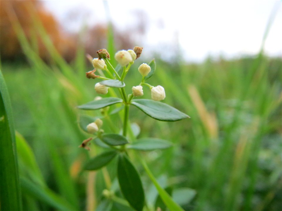 Wiesenlabkraut (Galium mollugo) im Landesgartenschaupark Hockenheim