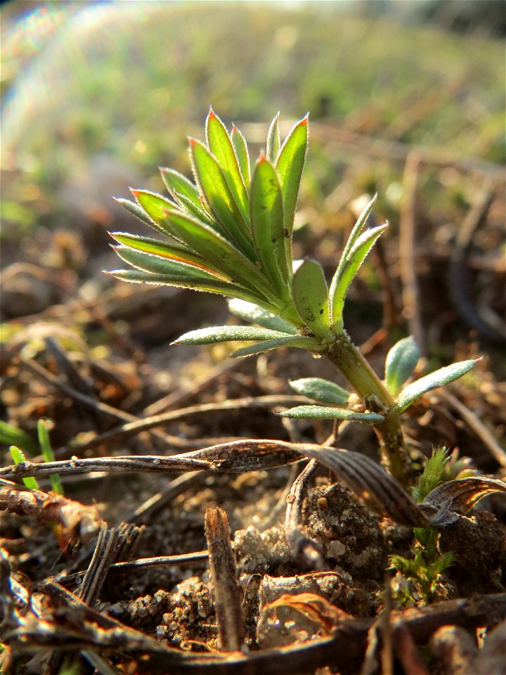 Junges Pflänzchen vom Wiesenlabkraut (Galium mollugo) in Hockenheim