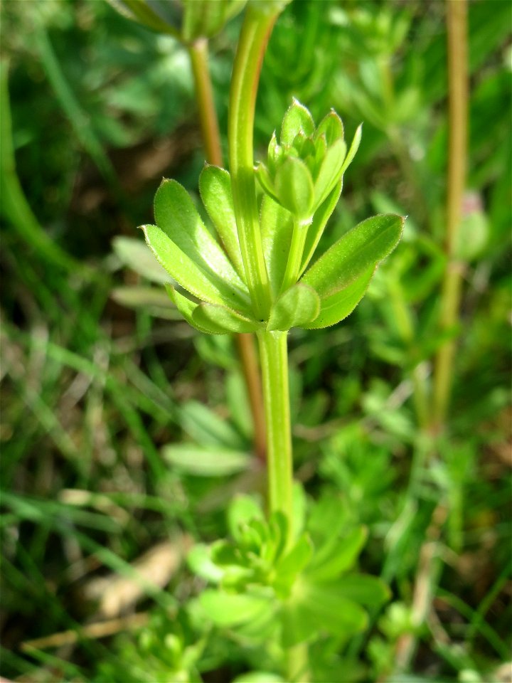 Wiesenlabkraut (Galium mollugo) auf einer Streuobstwiese in Hockenheim - auch ohne Blüte relativ leicht zu erkennen