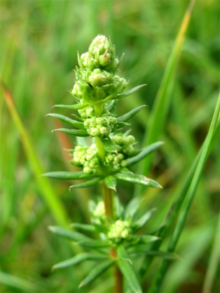 Wiesenlabkraut (Galium mollugo) am Kraichbachdamm im Landschaftsschutzgebiet „Hockenheimer Rheinbogen“ - unmittelbar vor der Blüte