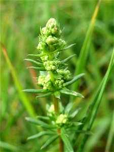 Wiesenlabkraut (Galium mollugo) am Kraichbachdamm im Landschaftsschutzgebiet „Hockenheimer Rheinbogen“ - unmittelbar vor der Blüte
