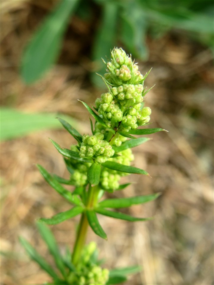Wiesenlabkraut (Galium mollugo) am Kraichbachdamm im Landschaftsschutzgebiet „Hockenheimer Rheinbogen“ - unmittelbar vor der Blüte