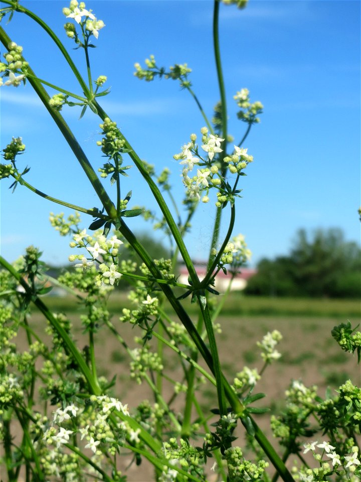 Wiesenlabkraut (Galium mollugo) im Naturschutzgebiet „Bachwiesen/Leopoldswiesen“ im Hockenheimer Rheinbogen