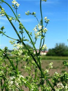 Wiesenlabkraut (Galium mollugo) im Naturschutzgebiet „Bachwiesen/Leopoldswiesen“ im Hockenheimer Rheinbogen